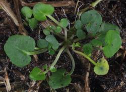 Cardamine megalantha. Plant with rosette leaves.
 Image: P.B. Heenan © Landcare Research 2019 CC BY 3.0 NZ